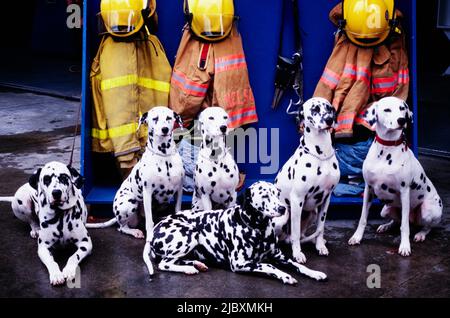 Diversi dalmati seduti davanti ai pompieri Foto Stock