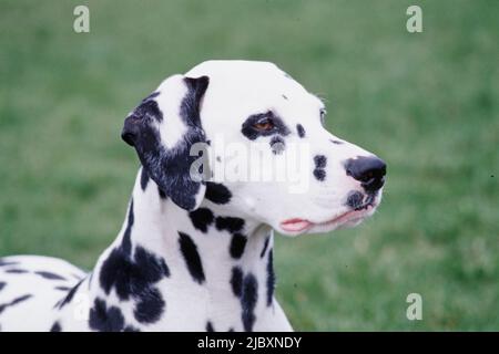 Primo piano di una dalmata che si posa in erba Foto Stock