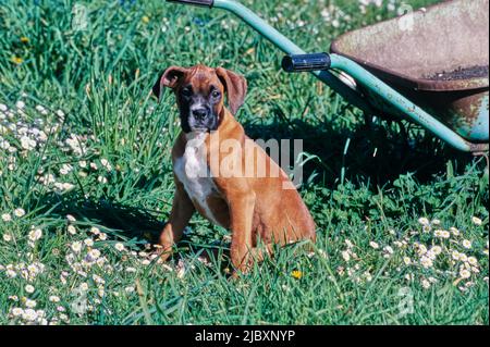 Boxer cucciolo cane seduto accanto a una carriola in un campo di fiori selvatici Foto Stock