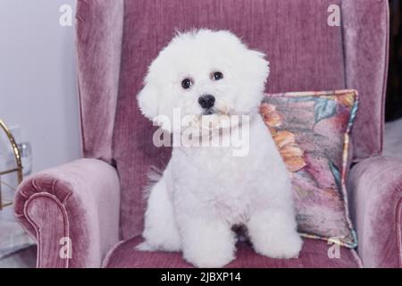 Bichon frise seduta su sedia rosa Foto Stock