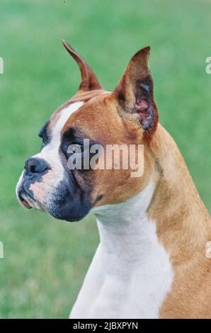 Primo piano del volto di un cane pugile Foto Stock