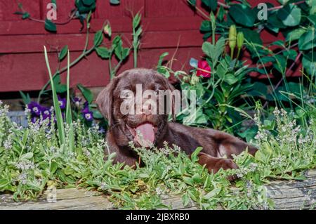 Cucciolo di laboratorio al cioccolato in giardino Foto Stock