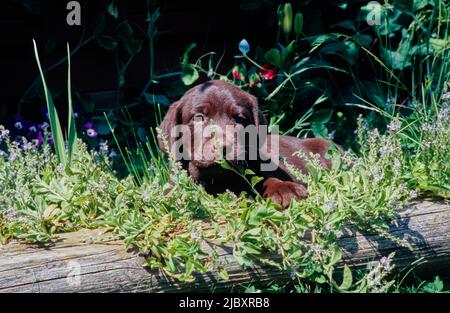 Cucciolo di laboratorio al cioccolato in giardino Foto Stock