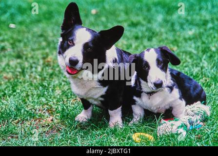 Genitore di corgi bianco e nero e cucciolo in erba Foto Stock