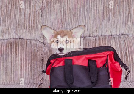 Corgi sul divano in borsa rossa e nera Foto Stock