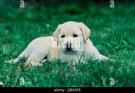 Cucciolo giallo in erba Foto Stock