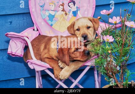 Cuccioli di laboratorio gialli e rossi seduti su una sedia di princess rosa Foto Stock