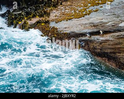 I pinguini Rockhopper (Eudyptes Chrysocome) ritornano al mare a New Island, Isole Falkland Foto Stock