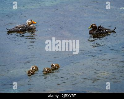 Anatra alla vaporiera endemica senza luce Falkland (Tachyeres brachypterus) sull'isola della carcassa, Isole Falkland Foto Stock