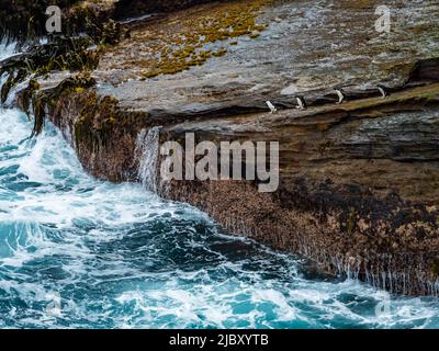 I pinguini Rockhopper (Eudyptes Chrysocome) ritornano al mare a New Island, Isole Falkland Foto Stock