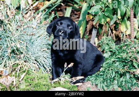Cucciolo nero di laboratorio seduto in giardino Foto Stock