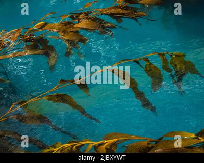 Gigante Kelp (Macrocystis spongish) a Hercules Bay, Georgia del Sud Foto Stock