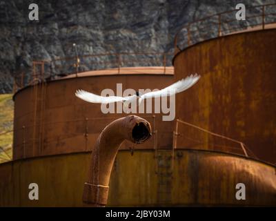 Tern artico (Sterna paradisaea) Stazione storica di caccia alle balene a Grytviken, Georgia del Sud Foto Stock