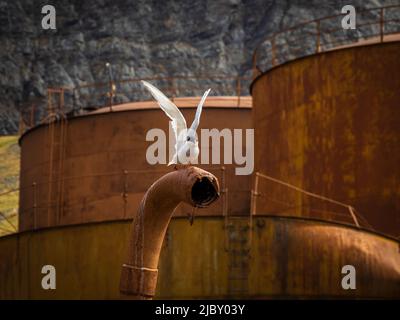Tern artico (Sterna paradisaea) Stazione storica di caccia alle balene a Grytviken, Georgia del Sud Foto Stock