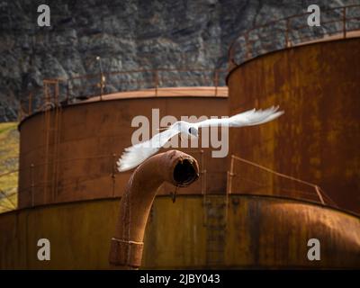 Tern artico (Sterna paradisaea) Stazione storica di caccia alle balene a Grytviken, Georgia del Sud Foto Stock