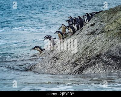 Cinghietta i pinguini (Pygoscelis antarcticus) si allineano per saltare, Isole Orcadi del Sud, Antartide Foto Stock