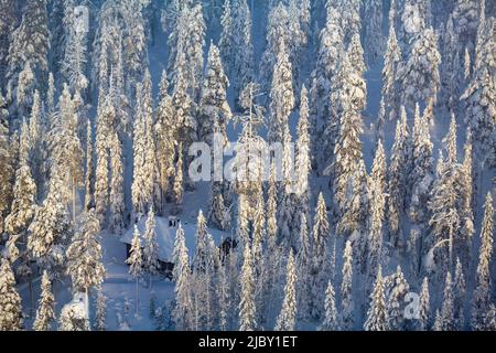 Antenna di neve in Lakeside Winter Cabins circondata da alberi sempreverdi a Kuusamo, Lapponia finlandese Foto Stock