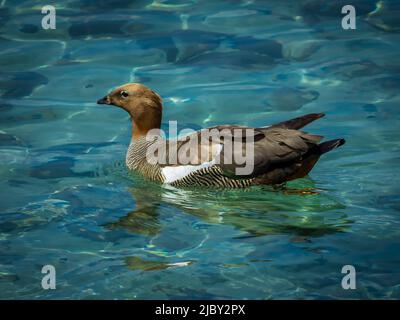 Goose a testa di ruddy (Chloephaga rubidiceps) che nuotano sull'Isola della carcassa, Isole Falkland Foto Stock