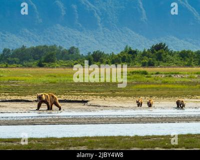 Mamma con tre cubetti, orsi bruni costieri (Ursus arctos horribilis) lungo Hallo Creek, Katmai National Park and Preserve, Alaska Foto Stock