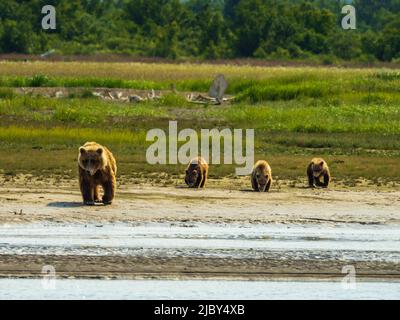 Mamma con tre cubetti, orsi bruni costieri (Ursus arctos horribilis) lungo Hallo Creek, Katmai National Park and Preserve, Alaska Foto Stock
