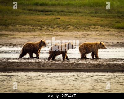 Tre cuccioli che guardano la mamma, orsi bruni costieri (Ursus arctos horribilis) che inseguono salmone in Hallo Creek, Katmai National Park and Preserve, Alaska Foto Stock