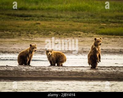 Tre cuccioli che guardano la mamma, orsi bruni costieri (Ursus arctos horribilis) che inseguono salmone in Hallo Creek, Katmai National Park and Preserve, Alaska Foto Stock
