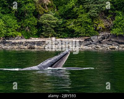 Balena con bocca aperta mostrando balena, nutrendo balene Humpback (Megaptera novaeangliae) nello stretto di Chatham, il passaggio interno dell'Alaska Foto Stock