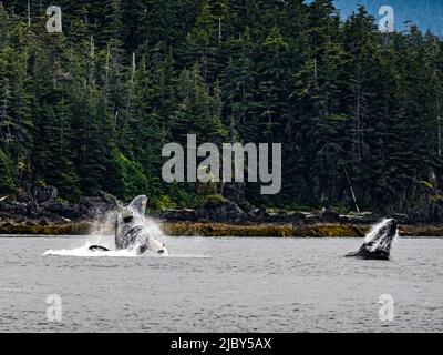 Breaching balene dopo aver nutrito Humpback balene (Megaptera novaeangliae) nello stretto di Chatham, il passaggio interno dell'Alaska Foto Stock