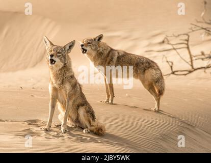 Un paio di coyote urla vicino al tramonto sull'isola di Magdalena, Baja California sur Foto Stock
