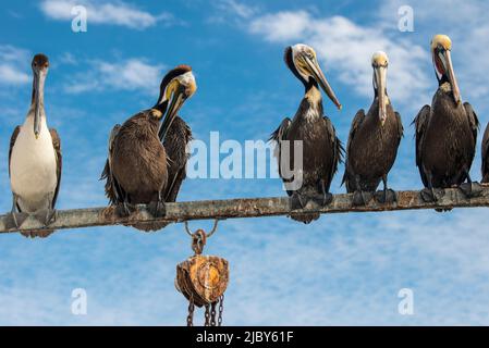 Un gruppo di pellicani bruni perches su una barca da pesca sul molo di Puerto San Carlos Foto Stock