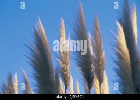 Toi toi soffici contro il cielo blu Foto Stock