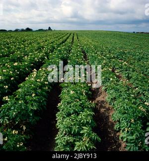 File di raccolto di patata fiorente Foto Stock