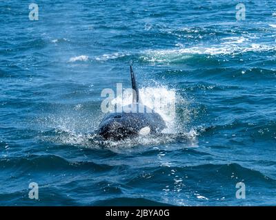 Femmina transitante Killer Whale (Orca orcinus) a Monterey Bay, Monterey Bay National Marine Refuge, California Foto Stock