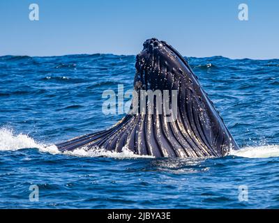 Il comportamento di alimentazione di Humpback Whale (Megaptera novaeangliae) in Monterey Bay, Monterey Bay National Marine Refuge, California Foto Stock