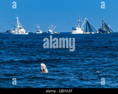 Non è un vero rifugio, lo Spyhops Risso's Dolphin vicino alle barche da pesca calamari a Monterey Bay, Monterey Bay National Marine Refuge, California Foto Stock