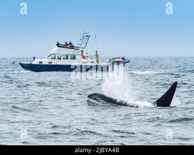 Whale watching, Killer Whales (Orca orcinus) a Monterey Bay, Monterey Bay National Marine Refuge, California Foto Stock