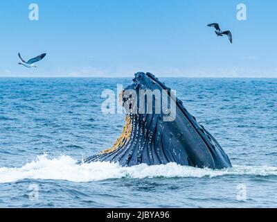 Il comportamento di alimentazione di Humpback Whale (Megaptera novaeangliae) in Monterey Bay, Monterey Bay National Marine Refuge, California Foto Stock