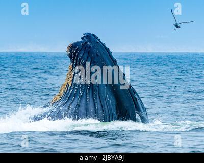 Il comportamento di alimentazione di Humpback Whale (Megaptera novaeangliae) in Monterey Bay, Monterey Bay National Marine Refuge, California Foto Stock