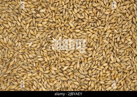 Semi di orzo con la buccia esterna, il fondo e la superficie di grani di orzo (Hordeum vulgare) Foto Stock