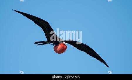 un frigatebird maschio mostra con orgoglio che è rosso brillante gonfio tasca. Foto Stock