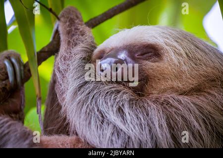 Un bradipo a due punte dorme tra le foglie Foto Stock