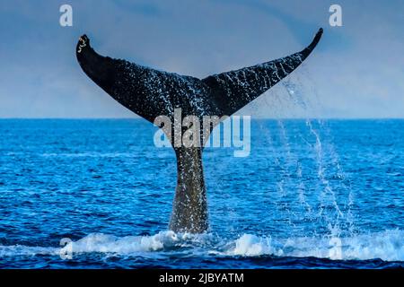 Whale racconto, Humpback Whale (Megaptera novaeangliae) solleva il suo fluke, Maui, Hawaii Foto Stock