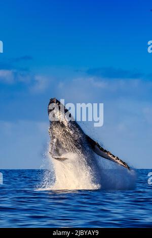 Breaching Humpback Whale (Megaptera novaeangliae) con Molikaii in lontananza, Maui, Hawaii Foto Stock