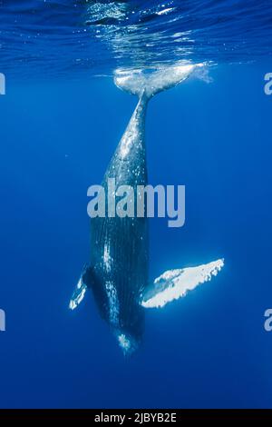 Foto subacquea, Whale Humpback (Megaptera novaeangliae) immersione profonda, Maui, Hawaii Foto Stock