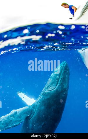 Foto subacquea, Nuoto Humpback Whale (Megaptera novaeangliae) che si avvicina a una barca, Maui, Hawaii Foto Stock