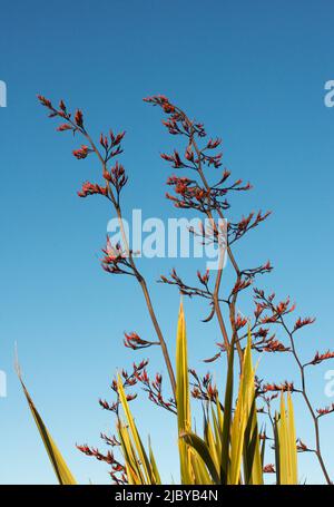 Spike di lino in fiore contro il cielo blu Foto Stock