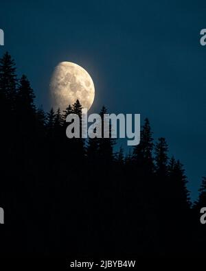 La luna sorge su Sitka Spruce nella Foresta Nazionale di Tongass. Foto Stock