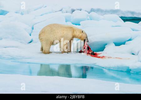 Orso polare (Ursus maritimus) con sigillo ad anello (Pusa hispida) uccidere come gabbiani d'avorio (Pagophila eburnea) guardare e attendere, Svalbard, Norvegia Foto Stock