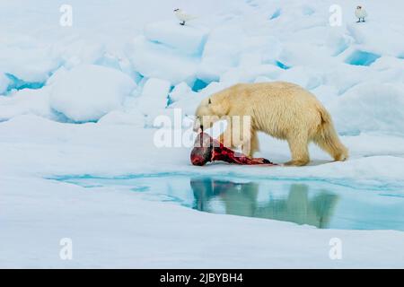 Orso polare (Ursus maritimus) con sigillo ad anello (Pusa hispida) uccidere come gabbiani d'avorio (Pagophila eburnea) guardare e attendere, Svalbard, Norvegia Foto Stock