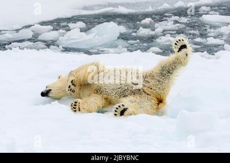 Orso polare (Ursus maritimus) rotolare su ghiaccio pack, Svalbard, Norvegia Foto Stock